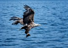 1 White-tailed-Eagle.jpg